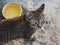 Photo of domestic cat (pet) in closed plan, with a fixed and cute look