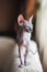 Photo of a domestic cat of the Sphynx breed. Portrait of a bald gray cat that walks the sofa