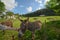 Photo of donkey rural animal. Girls hand caressing a donkey face