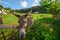 Photo of donkey rural outdoor. Girls hand caressing a donkey face