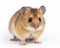 photo of dormouse visible in full figure isolated on white background. Generative AI