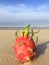 Photo Dragon fruit on the background of the sea on the beach in Thailand