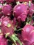 Photo dragon fruit tropical on the counter supermarket