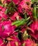 Photo dragon fruit tropical on the counter supermarket