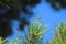 Photo dragonfly sitting on a green spruce needles