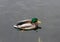 Photo of drake on the pond. Close-up.