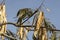 Photo of dried leaves of the Robinia pseudoacacia tree. Blue sky in the background. Close up