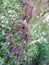 photo of dried thorny fruit of wild plants growing in the forestï¿¼