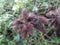 photo of dried thorny fruit of wild plants growing in the forestï¿¼