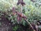 photo of dried thorny fruit of wild plants growing in the forestï¿¼