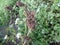 photo of dried thorny fruit of wild plants growing in the forestï¿¼