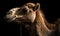 Photo of dromedary known as Arabian riding camel on black background. Generative AI