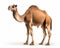 photo of dromedary known as Arabian riding camel isolated on white background. Generative AI