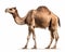 photo of dromedary known as Arabian riding camel isolated on white background. Generative AI