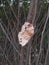 photo of dry leaves trying to stay alive and firmly attached to the tree. photography of dried leaves and trees.