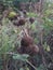 photo of dry leaves trying to stay alive and firmly attached to the tree. photography of dried leaves and trees.