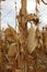 Photo of a dry maize-cobs in a maize-field.