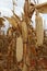 Photo of dry maize-cobs in a maize-field.