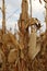 Photo of dry maize-cobs on red soil in a maize-field