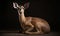 photo of duiker know as forest-dwelling antelope on black background. Generative AI