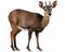 photo of duiker know as forest-dwelling antelope isolated on white background. Generative AI