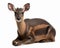 photo of duiker know as forest-dwelling antelope isolated on white background. Generative AI