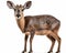 photo of duiker know as forest-dwelling antelope isolated on white background. Generative AI