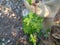 photo of dwarf papaya leaves growing on the former cut papaya stems in the garden