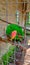 Photo of the Eclectus roratus bird in a zoo cage, the green valley of Lampung