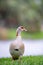 Photo of an Egyptian Goose blurry background