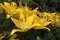 photo of elegant yellow lily