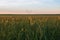 Photo of endless wheat field on sunset