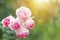 A photo of english climbing pink pale rose bush, summer garden. Rose shrub in the park. Sunshine beams, bokeh with selective soft