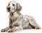 photo of English setter isolated on white background. Generative AI