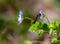 photo of an Episyrphus hoverfly balteatus resting on a flower.