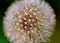 photo of an Episyrphus hoverfly balteatus resting on a flower.