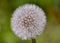 photo of an Episyrphus hoverfly balteatus resting on a flower.