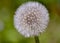 photo of an Episyrphus hoverfly balteatus resting on a flower.