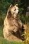 Photo of a European Brown Bear