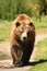 Photo of a European Brown Bear