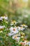 Photo of European michaelmas daisy Aster amellus with blurred bokeh background. Alpine aster, family Asteraceae