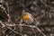 Photo of the European Robin Erithacus rubecula. Detailed and bright portrait. Autumn landscape with a song bird