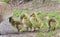 Photo of a family of Canada geese staying