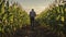 A Photo of a Farmer Inspecting Rows of Corn in a Field