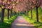 A photo featuring a scenic road lined with tall trees adorned with pink flowers, Tranquil park pathway lined by blossoming apple