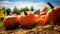 A photo featuring vibrant pumpkins.