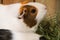 Photo of a female guinea pig with orange and white hair that is looking up and away from the camera. She is less than 2 years old.