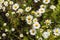 Photo fields with daisies, summer, meadow