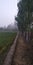 Photo of fields in uttar Pradesh  district of India
