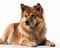 photo of Finnish spitz isolated on white background. Generative AI